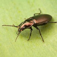 Ground Beetle - Poecilus sp 